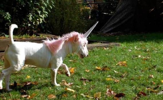 Normal_unicorn_fight
