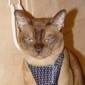 Thumbnail_d1bc0aa47138b6788378c02695d7c2a8_i-98